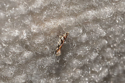 Aristotelia sp. On my bedroom ceiling in an RV at a dense mixed forest edge. Geotagged,Summer,United States