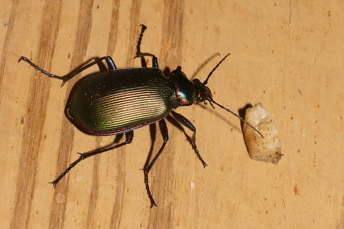 Fiery Searcher Beetle (Calosoma scrutator) On a front porch at a dense mixed forest edge. Was near some foodstuffs we had dropped the evening before. Calosoma scrutator,Geotagged,Summer,United States