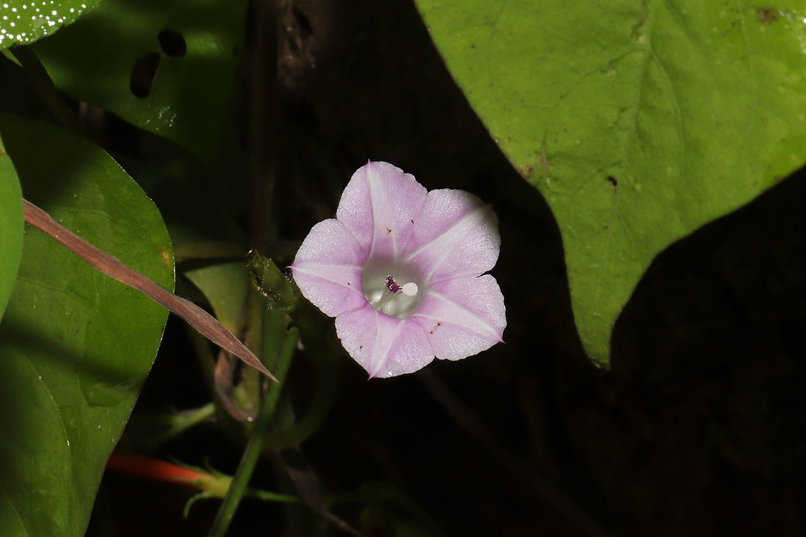 White Morning-Glory (Ipomoea lacunosa) - Pink Variant Growing at a disturbed dense mixed forest edge.  I almost mistook this for the invasive Ipomoea triloba, but the purple anthers changed my mind! The pink variant is supposedly fairly rare, but I&#039;m not so sure (as I&#039;ve seen it multiple times). Geotagged,Ipomoea lacunosa,Summer,United States,Whitestar