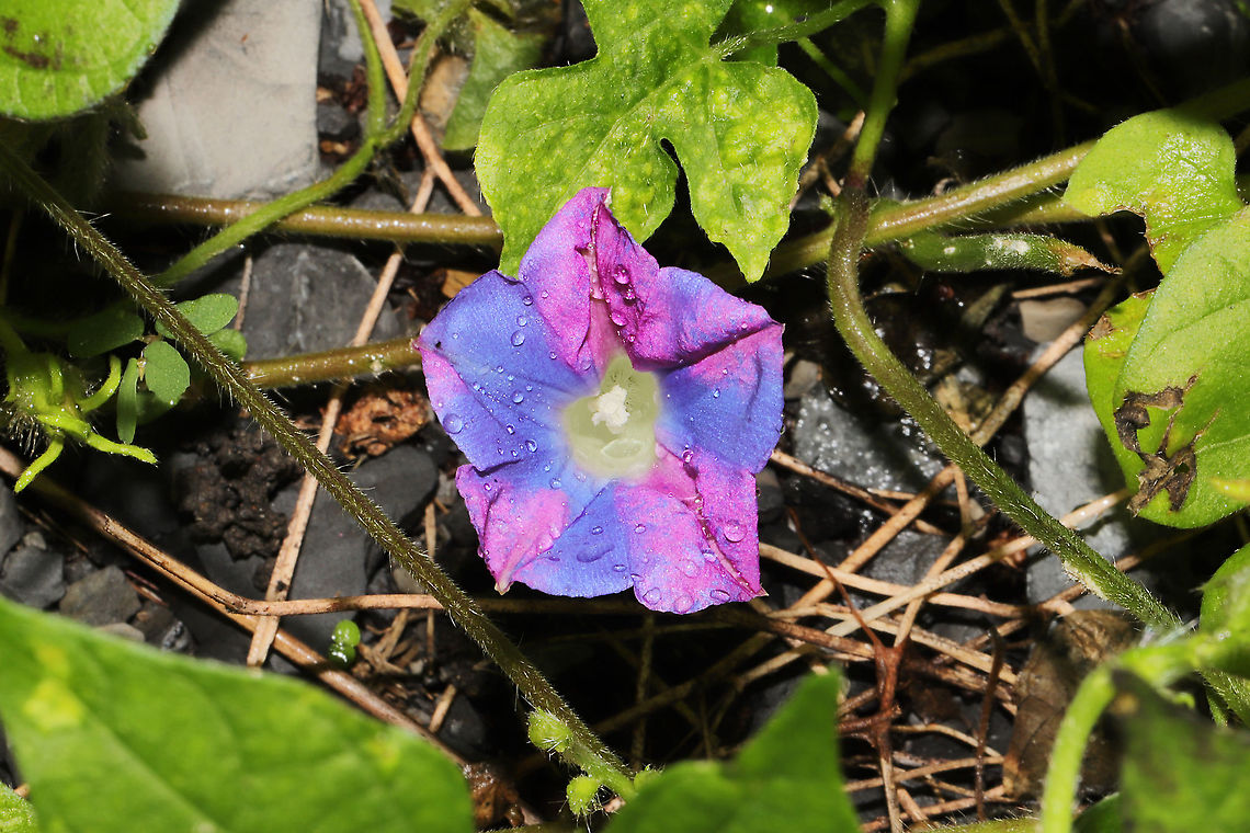Ivy-leaved Morning-Glory (Ipomoea hederacea) Growing along a paved trail near a reregulation reservoir. Geotagged,Ipomoea hederacea,Ivy-leaved morning glory,Summer,United States