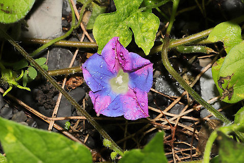 Ivy-leaved Morning-Glory (Ipomoea hederacea) Growing along a paved trail near a reregulation reservoir. Geotagged,Ipomoea hederacea,Ivy-leaved morning glory,Summer,United States