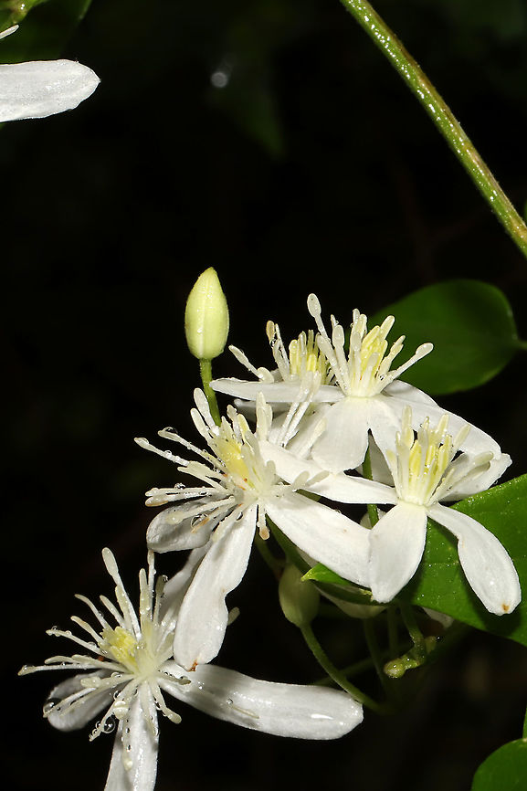 Virgin's Bower (Clematis virginiana) Vine growing at a forest edge. Leaves are toothed for the most part.<br />
<figure class="photo"><a href="https://www.jungledragon.com/image/101606/virgins_bower_clematis_virginiana.html" title="Virgin's Bower (Clematis virginiana)"><img src="https://s3.amazonaws.com/media.jungledragon.com/images/3231/101606_thumb.jpg?AWSAccessKeyId=05GMT0V3GWVNE7GGM1R2&Expires=1769040010&Signature=BkO%2F7rAckjcbiymlh%2B0PBi1kv%2FU%3D" width="200" height="134" alt="Virgin's Bower (Clematis virginiana) Vine growing at a forest edge. Leaves are toothed for the most part. <br />
https://www.jungledragon.com/image/101605/clematis_sp.html Clematis virginiana,Geotagged,Summer,United States,Virginia Virgin's Bower" /></a></figure> Clematis virginiana,Geotagged,Summer,United States,Virginia Virgin's Bower