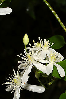 Virgin's Bower (Clematis virginiana) Vine growing at a forest edge. Leaves are toothed for the most part.
https://www.jungledragon.com/image/101606/clematis_sp.html Clematis virginiana,Geotagged,Summer,United States,Virginia Virgin's Bower