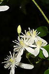 Virgin's Bower (Clematis virginiana) Vine growing at a forest edge. Leaves are toothed for the most part.<br />
https://www.jungledragon.com/image/101606/clematis_sp.html Clematis virginiana,Geotagged,Summer,United States,Virginia Virgin's Bower