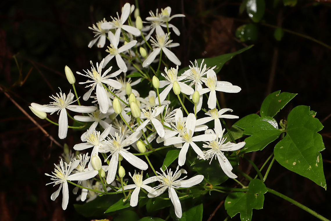 Virgin's Bower (Clematis virginiana) Vine growing at a forest edge. Leaves are toothed for the most part. <br />
<figure class="photo"><a href="https://www.jungledragon.com/image/101605/virgins_bower_clematis_virginiana.html" title="Virgin's Bower (Clematis virginiana)"><img src="https://s3.amazonaws.com/media.jungledragon.com/images/3231/101605_thumb.jpg?AWSAccessKeyId=05GMT0V3GWVNE7GGM1R2&Expires=1769040010&Signature=tCJwT%2BjaHKpXVzixdwDU9Ca7KXw%3D" width="102" height="152" alt="Virgin's Bower (Clematis virginiana) Vine growing at a forest edge. Leaves are toothed for the most part.<br />
https://www.jungledragon.com/image/101606/clematis_sp.html Clematis virginiana,Geotagged,Summer,United States,Virginia Virgin's Bower" /></a></figure> Clematis virginiana,Geotagged,Summer,United States,Virginia Virgin's Bower