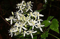 Virgin's Bower (Clematis virginiana) Vine growing at a forest edge. Leaves are toothed for the most part. <br />
https://www.jungledragon.com/image/101605/clematis_sp.html Clematis virginiana,Geotagged,Summer,United States,Virginia Virgin's Bower