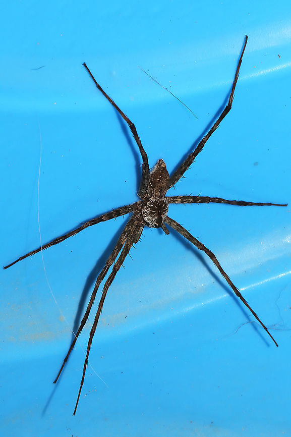 White-banded Fishing Spider (Dolomedes albineus) ♂ On our front porch, in Snorri&#039;s dried out kiddie swimming pool.<br />
<br />
Large, but nearly as big as the female I saw last year! <figure class="photo"><a href="https://www.jungledragon.com/image/64127/white-banded_fishing_spider_dolomedes_albineus_-_.html" title="White-Banded Fishing Spider (Dolomedes albineus) -  ♀"><img src="https://s3.amazonaws.com/media.jungledragon.com/images/3231/64127_thumb.jpg?AWSAccessKeyId=05GMT0V3GWVNE7GGM1R2&Expires=1759968010&Signature=yavHkObWapg5phE62uiVyd%2F75gA%3D" width="102" height="152" alt="White-Banded Fishing Spider (Dolomedes albineus) -  ♀ Hanging out on a wall near porch lights (near an overgrown backyard habitat) in NW Georgia (Gordon County), US. July 16, 2018. VERY LARGE. Around 4 inch width! Appears to have lost and regrown a front leg.<br />
<br />
How can one not smile when looking at this cutie!? Just look at that face!<br />
<br />
https://www.jungledragon.com/image/64129/dolomedes_albineus.html<br />
https://www.jungledragon.com/image/64128/dolomedes_albineus.html<br />
<br />
Not the best quality video, but you can see how effective they are at hunting!<br />
https://www.youtube.com/watch?v=40cDlghWKps<br />
Young Dolomedes albineus ballooning:<br />
https://www.youtube.com/watch?v=iD-dDUCx6Q0 Dolomedes albineus,Geotagged,Summer,United States" /></a></figure> Dolomedes albineus,Geotagged,Summer,United States,White-Banded Fishing Spider