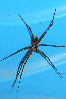 White-banded Fishing Spider (Dolomedes albineus) ♂ On our front porch, in Snorri's dried out kiddie swimming pool.

Large, but nearly as big as the female I saw last year! https://www.jungledragon.com/image/64127/white-banded_fishing_spider_dolomedes_albineus_-_.html Dolomedes albineus,Geotagged,Summer,United States,White-Banded Fishing Spider