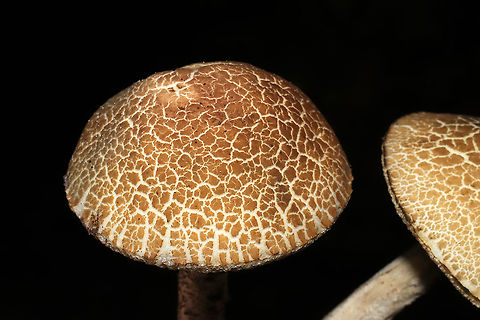 Leccinum sp.? ID help is much appreciated! Is this a Leccinum or Leccinellum sp.? Growing under mostly oak and hickory trees in a dense mixed forest in Gordon County, GA, US.September 5, 2020.

Cap/upper surface: : Highly cracked brown and cream.

Flesh: white. Stains immediately to pale green near center of flesh. Stains lavender near the tube layer. Turns to a deeper lavender throughout the flesh within 30seconds+

Fertile surface: White. Stains brownish/olive.

Stipe: White with gray/black scabers. Some greenish staining from handling.

Taste: Pleasant, slight sour notes.

Odor: Pleasant.

Chemistry: KOH – slight yellowing on cap. Ammonia-no reaction. Iron salts- slight green color on fertile surface.
https://www.jungledragon.com/image/101618/leccinum_or_leccinellum_sp.html
https://www.jungledragon.com/image/101619/leccinum_or_leccinellum_sp.html
https://www.jungledragon.com/image/101620/leccinum_or_leccinellum_sp.html Geotagged,Summer,United States