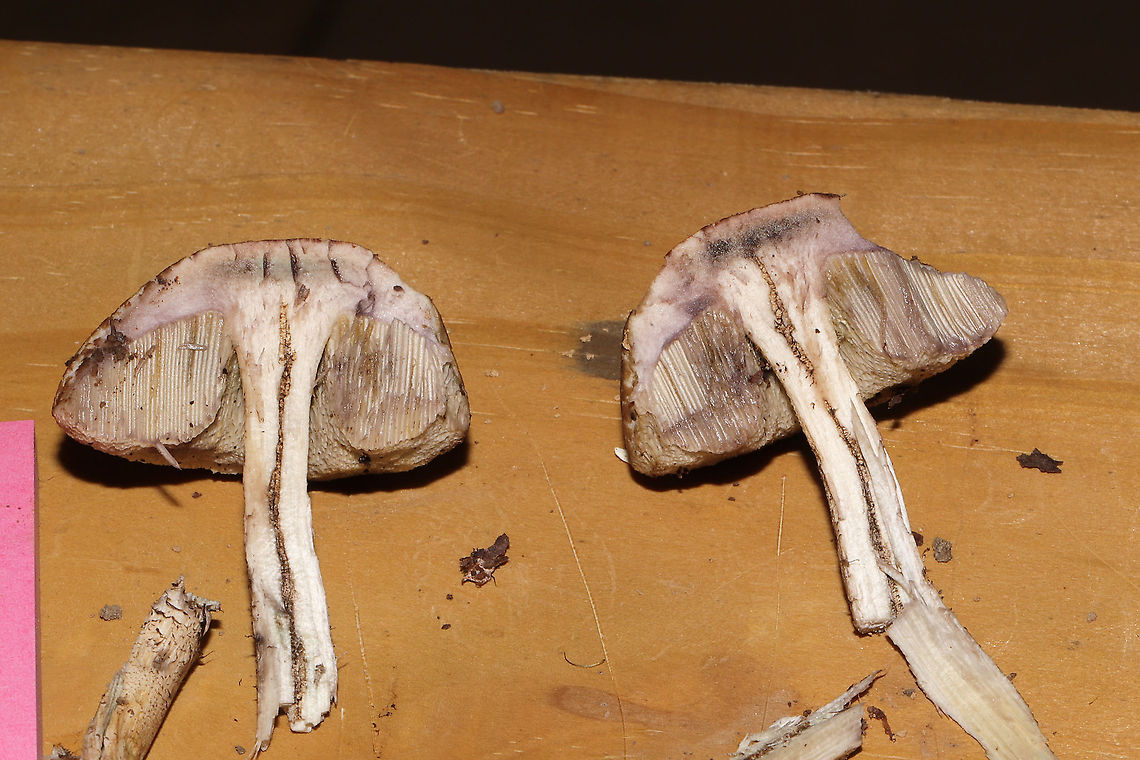 Leccinum sp.? ID help is much appreciated! Is this a Leccinum or Leccinellum sp.? Growing under mostly oak and hickory trees in a dense mixed forest in Gordon County, GA, US.September 5, 2020.<br />
<br />
Cap/upper surface: : Highly cracked brown and cream.<br />
<br />
Flesh: white. Stains immediately to pale green near center of flesh. Stains lavender near the tube layer. Turns to a deeper lavender throughout the flesh within 30seconds+<br />
<br />
Fertile surface: White. Stains brownish/olive.<br />
<br />
Stipe: White with gray/black scabers. Some greenish staining from handling.<br />
<br />
Taste: Pleasant, slight sour notes.<br />
<br />
Odor: Pleasant.<br />
<br />
Chemistry: KOH &ndash; slight yellowing on cap. Ammonia-no reaction. Iron salts- slight green color on fertile surface. <br />
<figure class="photo"><a href="https://www.jungledragon.com/image/101619/leccinum_sp.html" title="Leccinum sp.?"><img src="https://s3.amazonaws.com/media.jungledragon.com/images/3231/101619_thumb.jpg?AWSAccessKeyId=05GMT0V3GWVNE7GGM1R2&Expires=1759968010&Signature=qwPBXfAR%2F%2FW7rOmYzEJ8H%2BSskKk%3D" width="200" height="134" alt="Leccinum sp.? ID help is much appreciated! Is this a Leccinum or Leccinellum sp.? Growing under mostly oak and hickory trees in a dense mixed forest in Gordon County, GA, US.September 5, 2020.<br />
<br />
Cap/upper surface: : Highly cracked brown and cream.<br />
<br />
Flesh: white. Stains immediately to pale green near center of flesh. Stains lavender near the tube layer. Turns to a deeper lavender throughout the flesh within 30seconds+<br />
<br />
Fertile surface: White. Stains brownish/olive.<br />
<br />
Stipe: White with gray/black scabers. Some greenish staining from handling.<br />
<br />
Taste: Pleasant, slight sour notes.<br />
<br />
Odor: Pleasant.<br />
<br />
Chemistry: KOH &ndash; slight yellowing on cap. Ammonia-no reaction. Iron salts- slight green color on fertile surface. <br />
https://www.jungledragon.com/image/101618/leccinum_or_leccinellum_sp.html<br />
https://www.jungledragon.com/image/101617/leccinum_or_leccinellum_sp.html<br />
https://www.jungledragon.com/image/101620/leccinum_or_leccinellum_sp.html Geotagged,Summer,United States" /></a></figure><br />
<figure class="photo"><a href="https://www.jungledragon.com/image/101617/leccinum_sp.html" title="Leccinum sp.?"><img src="https://s3.amazonaws.com/media.jungledragon.com/images/3231/101617_thumb.jpg?AWSAccessKeyId=05GMT0V3GWVNE7GGM1R2&Expires=1759968010&Signature=%2FexwLupzU846LVdcXPL8UgcwpDM%3D" width="200" height="134" alt="Leccinum sp.? ID help is much appreciated! Is this a Leccinum or Leccinellum sp.? Growing under mostly oak and hickory trees in a dense mixed forest in Gordon County, GA, US.September 5, 2020.<br />
<br />
Cap/upper surface: : Highly cracked brown and cream.<br />
<br />
Flesh: white. Stains immediately to pale green near center of flesh. Stains lavender near the tube layer. Turns to a deeper lavender throughout the flesh within 30seconds+<br />
<br />
Fertile surface: White. Stains brownish/olive.<br />
<br />
Stipe: White with gray/black scabers. Some greenish staining from handling.<br />
<br />
Taste: Pleasant, slight sour notes.<br />
<br />
Odor: Pleasant.<br />
<br />
Chemistry: KOH &ndash; slight yellowing on cap. Ammonia-no reaction. Iron salts- slight green color on fertile surface.<br />
https://www.jungledragon.com/image/101618/leccinum_or_leccinellum_sp.html<br />
https://www.jungledragon.com/image/101619/leccinum_or_leccinellum_sp.html<br />
https://www.jungledragon.com/image/101620/leccinum_or_leccinellum_sp.html Geotagged,Summer,United States" /></a></figure><br />
<figure class="photo"><a href="https://www.jungledragon.com/image/101620/leccinum_sp.html" title="Leccinum sp.?"><img src="https://s3.amazonaws.com/media.jungledragon.com/images/3231/101620_thumb.jpg?AWSAccessKeyId=05GMT0V3GWVNE7GGM1R2&Expires=1759968010&Signature=Fmou2rd5ZFS8DLUmvTGrCLsTrDg%3D" width="200" height="134" alt="Leccinum sp.? ID help is much appreciated! Is this a Leccinum or Leccinellum sp.? Growing under mostly oak and hickory trees in a dense mixed forest in Gordon County, GA, US.September 5, 2020.<br />
<br />
Cap/upper surface: : Highly cracked brown and cream.<br />
<br />
Flesh: white. Stains immediately to pale green near center of flesh. Stains lavender near the tube layer. Turns to a deeper lavender throughout the flesh within 30seconds+<br />
<br />
Fertile surface: White. Stains brownish/olive.<br />
<br />
Stipe: White with gray/black scabers. Some greenish staining from handling.<br />
<br />
Taste: Pleasant, slight sour notes.<br />
<br />
Odor: Pleasant.<br />
<br />
Chemistry: KOH &ndash; slight yellowing on cap. Ammonia-no reaction. Iron salts- slight green color on fertile surface. <br />
https://www.jungledragon.com/image/101619/leccinum_or_leccinellum_sp.html<br />
https://www.jungledragon.com/image/101618/leccinum_or_leccinellum_sp.html<br />
https://www.jungledragon.com/image/101617/leccinum_or_leccinellum_sp.html Geotagged,Summer,United States" /></a></figure> Geotagged,Summer,United States
