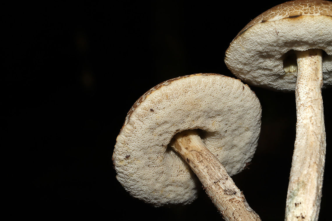 Leccinum sp.? ID help is much appreciated! Is this a Leccinum or Leccinellum sp.? Growing under mostly oak and hickory trees in a dense mixed forest in Gordon County, GA, US.September 5, 2020.<br />
<br />
Cap/upper surface: : Highly cracked brown and cream.<br />
<br />
Flesh: white. Stains immediately to pale green near center of flesh. Stains lavender near the tube layer. Turns to a deeper lavender throughout the flesh within 30seconds+<br />
<br />
Fertile surface: White. Stains brownish/olive.<br />
<br />
Stipe: White with gray/black scabers. Some greenish staining from handling.<br />
<br />
Taste: Pleasant, slight sour notes.<br />
<br />
Odor: Pleasant.<br />
<br />
Chemistry: KOH – slight yellowing on cap. Ammonia-no reaction. Iron salts- slight green color on fertile surface. <br />
<figure class="photo"><a href="https://www.jungledragon.com/image/101618/leccinum_sp.html" title="Leccinum sp.?"><img src="https://s3.amazonaws.com/media.jungledragon.com/images/3231/101618_thumb.jpg?AWSAccessKeyId=05GMT0V3GWVNE7GGM1R2&Expires=1759968010&Signature=USBVfo8wKpnsVG6S6%2B2xwDcqx%2BI%3D" width="200" height="134" alt="Leccinum sp.? ID help is much appreciated! Is this a Leccinum or Leccinellum sp.? Growing under mostly oak and hickory trees in a dense mixed forest in Gordon County, GA, US.September 5, 2020.<br />
<br />
Cap/upper surface: : Highly cracked brown and cream.<br />
<br />
Flesh: white. Stains immediately to pale green near center of flesh. Stains lavender near the tube layer. Turns to a deeper lavender throughout the flesh within 30seconds+<br />
<br />
Fertile surface: White. Stains brownish/olive.<br />
<br />
Stipe: White with gray/black scabers. Some greenish staining from handling.<br />
<br />
Taste: Pleasant, slight sour notes.<br />
<br />
Odor: Pleasant.<br />
<br />
Chemistry: KOH – slight yellowing on cap. Ammonia-no reaction. Iron salts- slight green color on fertile surface. <br />
https://www.jungledragon.com/image/101619/leccinum_or_leccinellum_sp.html<br />
https://www.jungledragon.com/image/101617/leccinum_or_leccinellum_sp.html<br />
https://www.jungledragon.com/image/101620/leccinum_or_leccinellum_sp.html Geotagged,Summer,United States" /></a></figure><br />
<figure class="photo"><a href="https://www.jungledragon.com/image/101617/leccinum_sp.html" title="Leccinum sp.?"><img src="https://s3.amazonaws.com/media.jungledragon.com/images/3231/101617_thumb.jpg?AWSAccessKeyId=05GMT0V3GWVNE7GGM1R2&Expires=1759968010&Signature=%2FexwLupzU846LVdcXPL8UgcwpDM%3D" width="200" height="134" alt="Leccinum sp.? ID help is much appreciated! Is this a Leccinum or Leccinellum sp.? Growing under mostly oak and hickory trees in a dense mixed forest in Gordon County, GA, US.September 5, 2020.<br />
<br />
Cap/upper surface: : Highly cracked brown and cream.<br />
<br />
Flesh: white. Stains immediately to pale green near center of flesh. Stains lavender near the tube layer. Turns to a deeper lavender throughout the flesh within 30seconds+<br />
<br />
Fertile surface: White. Stains brownish/olive.<br />
<br />
Stipe: White with gray/black scabers. Some greenish staining from handling.<br />
<br />
Taste: Pleasant, slight sour notes.<br />
<br />
Odor: Pleasant.<br />
<br />
Chemistry: KOH – slight yellowing on cap. Ammonia-no reaction. Iron salts- slight green color on fertile surface.<br />
https://www.jungledragon.com/image/101618/leccinum_or_leccinellum_sp.html<br />
https://www.jungledragon.com/image/101619/leccinum_or_leccinellum_sp.html<br />
https://www.jungledragon.com/image/101620/leccinum_or_leccinellum_sp.html Geotagged,Summer,United States" /></a></figure><br />
<figure class="photo"><a href="https://www.jungledragon.com/image/101620/leccinum_sp.html" title="Leccinum sp.?"><img src="https://s3.amazonaws.com/media.jungledragon.com/images/3231/101620_thumb.jpg?AWSAccessKeyId=05GMT0V3GWVNE7GGM1R2&Expires=1759968010&Signature=Fmou2rd5ZFS8DLUmvTGrCLsTrDg%3D" width="200" height="134" alt="Leccinum sp.? ID help is much appreciated! Is this a Leccinum or Leccinellum sp.? Growing under mostly oak and hickory trees in a dense mixed forest in Gordon County, GA, US.September 5, 2020.<br />
<br />
Cap/upper surface: : Highly cracked brown and cream.<br />
<br />
Flesh: white. Stains immediately to pale green near center of flesh. Stains lavender near the tube layer. Turns to a deeper lavender throughout the flesh within 30seconds+<br />
<br />
Fertile surface: White. Stains brownish/olive.<br />
<br />
Stipe: White with gray/black scabers. Some greenish staining from handling.<br />
<br />
Taste: Pleasant, slight sour notes.<br />
<br />
Odor: Pleasant.<br />
<br />
Chemistry: KOH – slight yellowing on cap. Ammonia-no reaction. Iron salts- slight green color on fertile surface. <br />
https://www.jungledragon.com/image/101619/leccinum_or_leccinellum_sp.html<br />
https://www.jungledragon.com/image/101618/leccinum_or_leccinellum_sp.html<br />
https://www.jungledragon.com/image/101617/leccinum_or_leccinellum_sp.html Geotagged,Summer,United States" /></a></figure> Geotagged,Summer,United States