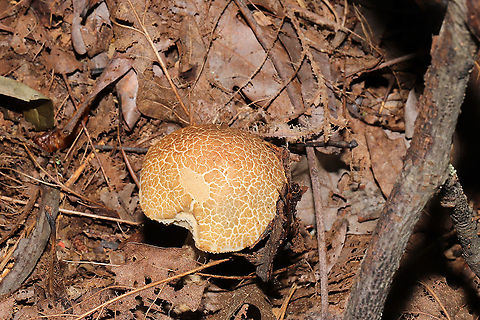 Leccinum sp.? ID help is much appreciated! Is this a Leccinum or Leccinellum sp.? Growing under mostly oak and hickory trees in a dense mixed forest in Gordon County, GA, US.September 5, 2020.

Cap/upper surface: : Highly cracked brown and cream.

Flesh: white. Stains immediately to pale green near center of flesh. Stains lavender near the tube layer. Turns to a deeper lavender throughout the flesh within 30seconds+

Fertile surface: White. Stains brownish/olive.

Stipe: White with gray/black scabers. Some greenish staining from handling.

Taste: Pleasant, slight sour notes.

Odor: Pleasant.

Chemistry: KOH – slight yellowing on cap. Ammonia-no reaction. Iron salts- slight green color on fertile surface. 
https://www.jungledragon.com/image/101619/leccinum_or_leccinellum_sp.html
https://www.jungledragon.com/image/101618/leccinum_or_leccinellum_sp.html
https://www.jungledragon.com/image/101617/leccinum_or_leccinellum_sp.html Geotagged,Summer,United States
