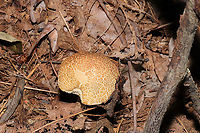 Leccinum sp.? ID help is much appreciated! Is this a Leccinum or Leccinellum sp.? Growing under mostly oak and hickory trees in a dense mixed forest in Gordon County, GA, US.September 5, 2020.<br />
<br />
Cap/upper surface: : Highly cracked brown and cream.<br />
<br />
Flesh: white. Stains immediately to pale green near center of flesh. Stains lavender near the tube layer. Turns to a deeper lavender throughout the flesh within 30seconds+<br />
<br />
Fertile surface: White. Stains brownish/olive.<br />
<br />
Stipe: White with gray/black scabers. Some greenish staining from handling.<br />
<br />
Taste: Pleasant, slight sour notes.<br />
<br />
Odor: Pleasant.<br />
<br />
Chemistry: KOH – slight yellowing on cap. Ammonia-no reaction. Iron salts- slight green color on fertile surface. <br />
https://www.jungledragon.com/image/101619/leccinum_or_leccinellum_sp.html<br />
https://www.jungledragon.com/image/101618/leccinum_or_leccinellum_sp.html<br />
https://www.jungledragon.com/image/101617/leccinum_or_leccinellum_sp.html Geotagged,Summer,United States
