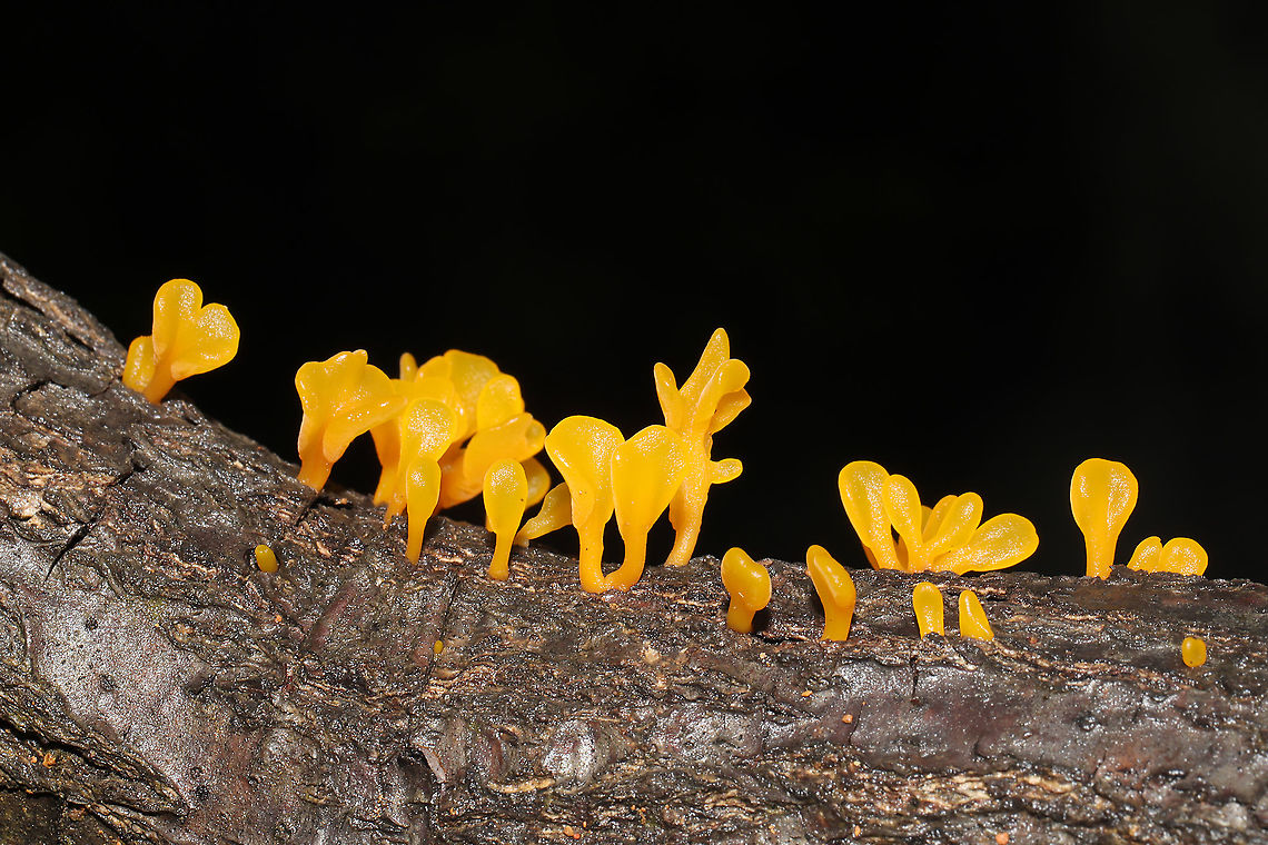Fan-shaped Jelly-Fungus (Dacryopinax spathularia) Growing on a fallen Quercus montana branch at a mixed forest edge. Dacryopinax spathularia,Fan-Shaped Jelly Fungus,Geotagged,Summer,United States