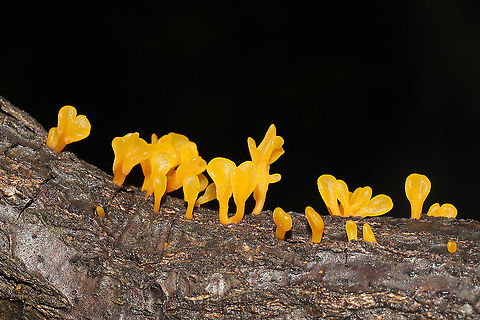 Fan-shaped Jelly-Fungus (Dacryopinax spathularia) Growing on a fallen Quercus montana branch at a mixed forest edge. Dacryopinax spathularia,Fan-Shaped Jelly Fungus,Geotagged,Summer,United States
