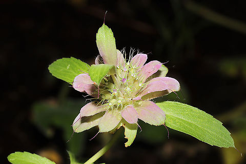 Lemon Beebalm (Monarda citriodora) Cultivated in a garden at the edge of a dense mixed forest. Geotagged,Monarda citriodora,Summer,United States