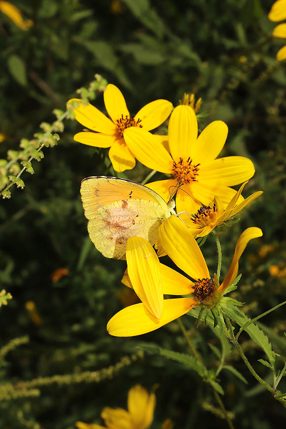 Sleepy Orange (Abaeis nicippe) At a meadowy clearing near a forest/wetland. Eurema nicippe,Geotagged,Sleepy Orange,Summer,United States
