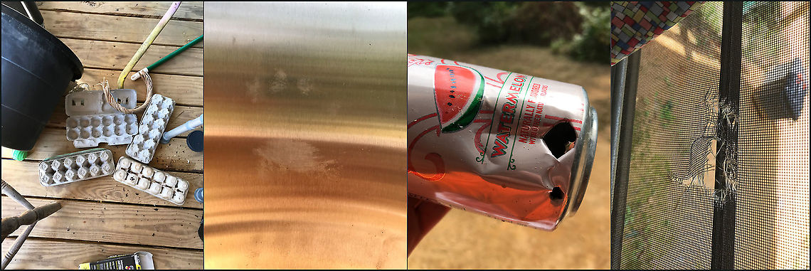 American Black Bear Damage (Ursus americanus) around our Camper An adolescent (~ 200lbs or so) black bear has been scouting our home for food in recent weeks. Jason failed to secure our garbage properly a couple of weeks ago, and we inevitably caught the young bear tearing through the trash for breakfast one morning. See the sparkling water can in the photos.<br />
<br />
As most black bears do, it returned to our location to try to find something else to munch on. When it didn&#039;t find anything outside (as we secured everything properly), it decided to make a mess on our front porch and try to break into our locked refrigerator outside (see photos 1 &amp; 2). We didn&#039;t realize it at the time, but it also attempted to get into our kitchen in which we had recently cooked. It did some damage to our screen window (see the last photo). We were hanging out in bed after dinner and heard a guttural &quot;huff&quot; and &quot;snorfle&quot; followed by the camper shaking. We ran out and proceeded to make lots of noise to scare the bear away. We now know what it was up to!<br />
<br />
I really need to get my trail cam back up and running! American black bear,Geotagged,United States,Ursus americanus