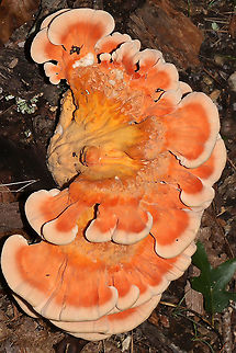 White-Pored Chicken of the Woods (Laetiporus cincinnatus) Growing at the base of an oak.
https://www.jungledragon.com/image/101972/white-pored_chicken_of_the_woods_laetiporus_cincinnatus.html
https://www.jungledragon.com/image/101971/white-pored_chicken_of_the_woods_laetiporus_cincinnatus.html Geotagged,Laetiporus cincinnatus,Summer,United States,White-Pored Chicken of the Woods