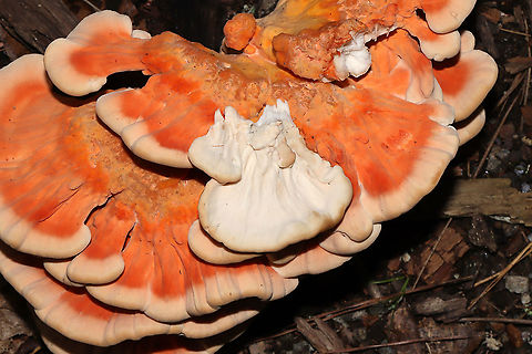White-Pored Chicken of the Woods (Laetiporus cincinnatus) Growing at the base of an oak. 
https://www.jungledragon.com/image/101972/white-pored_chicken_of_the_woods_laetiporus_cincinnatus.html
https://www.jungledragon.com/image/101970/white-pored_chicken_of_the_woods_laetiporus_cincinnatus.html Geotagged,Laetiporus cincinnatus,Summer,United States,White-Pored Chicken of the Woods