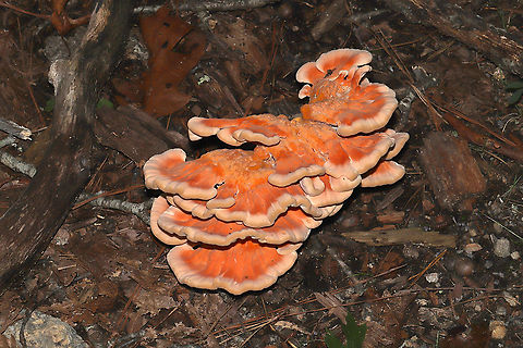 White-Pored Chicken of the Woods (Laetiporus cincinnatus) Growing at the base of an oak. 
https://www.jungledragon.com/image/101971/white-pored_chicken_of_the_woods_laetiporus_cincinnatus.html
https://www.jungledragon.com/image/101970/white-pored_chicken_of_the_woods_laetiporus_cincinnatus.html Geotagged,Laetiporus cincinnatus,Summer,United States,White-Pored Chicken of the Woods