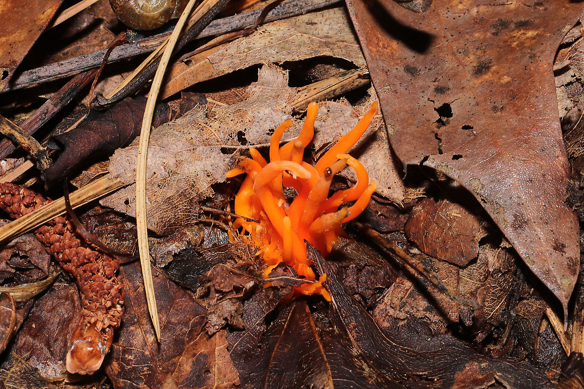 Clavulinopsis aurantiocinnabarina Bright orange cluster of fruiting bodies pushing up through leaf litter in a dense mixed forested trail. Not growing directly on wood.<br />
<figure class="photo"><a href="https://www.jungledragon.com/image/101993/clavulinopsis_aurantiocinnabarina.html" title="Clavulinopsis aurantiocinnabarina"><img src="https://s3.amazonaws.com/media.jungledragon.com/images/3231/101993_thumb.jpg?AWSAccessKeyId=05GMT0V3GWVNE7GGM1R2&Expires=1767225610&Signature=DXw3kEEUzD3wRmg6QQ8%2F3Gb5r6s%3D" width="200" height="134" alt="Clavulinopsis aurantiocinnabarina Bright orange cluster of fruiting bodies pushing up through leaf litter in a dense mixed forested trail. Not growing directly on wood.<br />
https://www.jungledragon.com/image/101976/clavulinopsis_aurantiocinnabarina.html Clavulinopsis aurantiocinnabarina,Geotagged,Summer,United States" /></a></figure> Clavulinopsis aurantiocinnabarina,Geotagged,Summer,United States