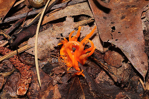 Clavulinopsis aurantiocinnabarina Bright orange cluster of fruiting bodies pushing up through leaf litter in a dense mixed forested trail. Not growing directly on wood.
https://www.jungledragon.com/image/101993/clavulinopsis_aurantiocinnabarina.html Clavulinopsis aurantiocinnabarina,Geotagged,Summer,United States