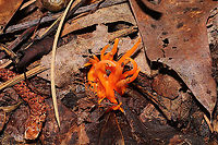 Clavulinopsis aurantiocinnabarina Bright orange cluster of fruiting bodies pushing up through leaf litter in a dense mixed forested trail. Not growing directly on wood.<br />
https://www.jungledragon.com/image/101993/clavulinopsis_aurantiocinnabarina.html Clavulinopsis aurantiocinnabarina,Geotagged,Summer,United States