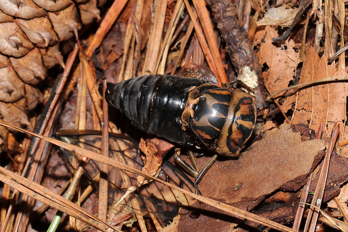 Linne's Cicada (Neotibicen linnei) ♂ Dead individual in a moist valley of a dense mixed forest (under mostly pines) Geotagged,Linne's Cicada,Neotibicen linnei,Summer,United States