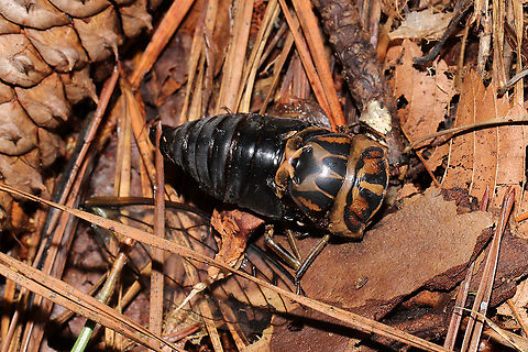 Linne's Cicada (Neotibicen linnei) ♂ Dead individual in a moist valley of a dense mixed forest (under mostly pines) Geotagged,Linne's Cicada,Neotibicen linnei,Summer,United States