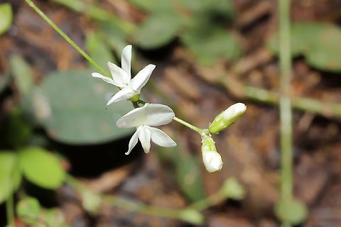 Creeping Lespedeza (Lespedeza repens) ~ Rare White Form Growing in a moist section of a mixed woodland trail. A seasonal stream nearby. I had experts scratching their heads at this one. It was originally thought this might be the even rarer Desmodium ochroleucum, but Alan Weakley (author of Weakley's Key to Flora of the Southern  and Mid-Atlantic States) stepped in and confirmed the above ID. 

 I've only ever seen this species in bright pink and a paler pink, so it is really cool to see it in pure white! Check out my other observations (with other color forms)
https://www.jungledragon.com/image/84013/creeping_lespedeza_lespedeza_repens.html
https://www.jungledragon.com/image/65620/creeping_lespedeza_lespedeza_repens.html
 Creeping Lespedeza,Geotagged,Lespedeza repens,Summer,United States