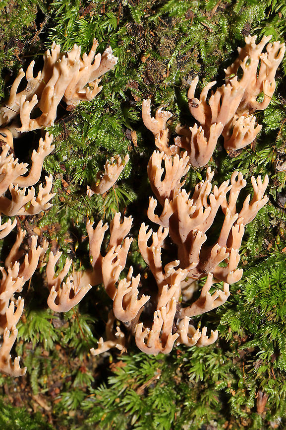 Ramaria sp. Growing from the base of an old oak tree on a woodland trail in Bartow County, GA, US. September 2020. Some light reddish staining when handled. Geotagged,Summer,United States