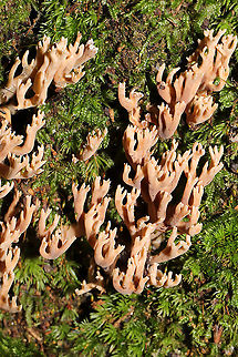 Ramaria sp. Growing from the base of an old oak tree on a woodland trail in Bartow County, GA, US. September 2020. Some light reddish staining when handled. Geotagged,Summer,United States