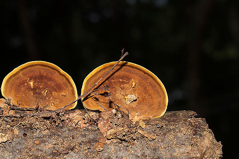 Mustard Yellow Polypore (Fuscoporia gilva) Growing on a hardwood branch which was at a dense mixed forest edge in Gordon County, GA, US. September 2020.

Injuries and setbacks are a common thing for me, and I unsurprisingly injured my back last Saturday. This means that I have been unable to get out into the field (in prime conditions) to do the things I love. Leave it to my wonderful partner, Jason, to bring home a fresh "bouquet" of fungi to cheer me up.
https://www.jungledragon.com/image/102027/mustard_yellow_polypore_fuscoporia_gilva.html
https://www.jungledragon.com/image/102026/mustard_yellow_polypore_fuscoporia_gilva.html Fuscoporia gilva,Geotagged,Mustard Yellow Polypore,Summer,United States