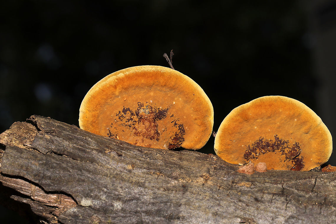 Mustard Yellow Polypore (Fuscoporia gilva) Growing on a hardwood branch which was at a dense mixed forest edge in Gordon County, GA, US. September 2020.<br />
<br />
Injuries and setbacks are a common thing for me, and I unsurprisingly injured my back last Saturday. This means that I have been unable to get out into the field (in prime conditions) to do the things I love. Leave it to my wonderful partner, Jason, to bring home a fresh "bouquet" of fungi to cheer me up.<br />
<figure class="photo"><a href="https://www.jungledragon.com/image/102027/mustard_yellow_polypore_fuscoporia_gilva.html" title="Mustard Yellow Polypore (Fuscoporia gilva)"><img src="https://s3.amazonaws.com/media.jungledragon.com/images/3231/102027_thumb.jpg?AWSAccessKeyId=05GMT0V3GWVNE7GGM1R2&Expires=1759968010&Signature=xGKSjYWJZKzMutItEAvF1yzbY0k%3D" width="200" height="134" alt="Mustard Yellow Polypore (Fuscoporia gilva) Growing on a hardwood branch which was at a dense mixed forest edge in Gordon County, GA, US. September 2020.<br />
<br />
Injuries and setbacks are a common thing for me, and I unsurprisingly injured my back last Saturday. This means that I have been unable to get out into the field (in prime conditions) to do the things I love. Leave it to my wonderful partner, Jason, to bring home a fresh "bouquet" of fungi to cheer me up.<br />
https://www.jungledragon.com/image/102026/mustard_yellow_polypore_fuscoporia_gilva.html<br />
https://www.jungledragon.com/image/102025/mustard_yellow_polypore_fuscoporia_gilva.html Fuscoporia gilva,Geotagged,Mustard Yellow Polypore,Summer,United States" /></a></figure><br />
<figure class="photo"><a href="https://www.jungledragon.com/image/102025/mustard_yellow_polypore_fuscoporia_gilva.html" title="Mustard Yellow Polypore (Fuscoporia gilva)"><img src="https://s3.amazonaws.com/media.jungledragon.com/images/3231/102025_thumb.jpg?AWSAccessKeyId=05GMT0V3GWVNE7GGM1R2&Expires=1759968010&Signature=IH%2Fg7MXk%2FhPes7soA%2FtSsYGzplg%3D" width="200" height="134" alt="Mustard Yellow Polypore (Fuscoporia gilva) Growing on a hardwood branch which was at a dense mixed forest edge in Gordon County, GA, US. September 2020.<br />
<br />
Injuries and setbacks are a common thing for me, and I unsurprisingly injured my back last Saturday. This means that I have been unable to get out into the field (in prime conditions) to do the things I love. Leave it to my wonderful partner, Jason, to bring home a fresh "bouquet" of fungi to cheer me up.<br />
https://www.jungledragon.com/image/102027/mustard_yellow_polypore_fuscoporia_gilva.html<br />
https://www.jungledragon.com/image/102026/mustard_yellow_polypore_fuscoporia_gilva.html Fuscoporia gilva,Geotagged,Mustard Yellow Polypore,Summer,United States" /></a></figure> Fuscoporia gilva,Geotagged,Mustard Yellow Polypore,Summer,United States