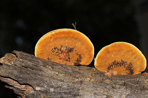 Mustard Yellow Polypore (Fuscoporia gilva) Growing on a hardwood branch which was at a dense mixed forest edge in Gordon County, GA, US. September 2020.

Injuries and setbacks are a common thing for me, and I unsurprisingly injured my back last Saturday. This means that I have been unable to get out into the field (in prime conditions) to do the things I love. Leave it to my wonderful partner, Jason, to bring home a fresh "bouquet" of fungi to cheer me up.
https://www.jungledragon.com/image/102027/mustard_yellow_polypore_fuscoporia_gilva.html
https://www.jungledragon.com/image/102025/mustard_yellow_polypore_fuscoporia_gilva.html Fuscoporia gilva,Geotagged,Mustard Yellow Polypore,Summer,United States