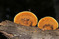 Mustard Yellow Polypore (Fuscoporia gilva) Growing on a hardwood branch which was at a dense mixed forest edge in Gordon County, GA, US. September 2020.<br />
<br />
Injuries and setbacks are a common thing for me, and I unsurprisingly injured my back last Saturday. This means that I have been unable to get out into the field (in prime conditions) to do the things I love. Leave it to my wonderful partner, Jason, to bring home a fresh "bouquet" of fungi to cheer me up.<br />
https://www.jungledragon.com/image/102027/mustard_yellow_polypore_fuscoporia_gilva.html<br />
https://www.jungledragon.com/image/102025/mustard_yellow_polypore_fuscoporia_gilva.html Fuscoporia gilva,Geotagged,Mustard Yellow Polypore,Summer,United States