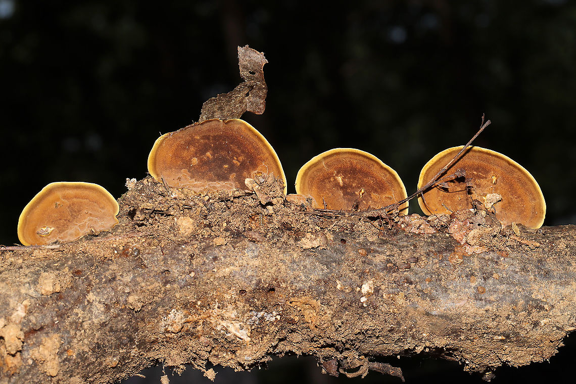 Mustard Yellow Polypore (Fuscoporia gilva) Growing on a hardwood branch which was at a dense mixed forest edge in Gordon County, GA, US. September 2020.<br />
<br />
Injuries and setbacks are a common thing for me, and I unsurprisingly injured my back last Saturday. This means that I have been unable to get out into the field (in prime conditions) to do the things I love. Leave it to my wonderful partner, Jason, to bring home a fresh "bouquet" of fungi to cheer me up.<br />
<figure class="photo"><a href="https://www.jungledragon.com/image/102026/mustard_yellow_polypore_fuscoporia_gilva.html" title="Mustard Yellow Polypore (Fuscoporia gilva)"><img src="https://s3.amazonaws.com/media.jungledragon.com/images/3231/102026_thumb.jpg?AWSAccessKeyId=05GMT0V3GWVNE7GGM1R2&Expires=1759968010&Signature=7%2Bf3CiDIBoAk8uAmiLQGj%2BEgQrQ%3D" width="200" height="134" alt="Mustard Yellow Polypore (Fuscoporia gilva) Growing on a hardwood branch which was at a dense mixed forest edge in Gordon County, GA, US. September 2020.<br />
<br />
Injuries and setbacks are a common thing for me, and I unsurprisingly injured my back last Saturday. This means that I have been unable to get out into the field (in prime conditions) to do the things I love. Leave it to my wonderful partner, Jason, to bring home a fresh "bouquet" of fungi to cheer me up.<br />
https://www.jungledragon.com/image/102027/mustard_yellow_polypore_fuscoporia_gilva.html<br />
https://www.jungledragon.com/image/102025/mustard_yellow_polypore_fuscoporia_gilva.html Fuscoporia gilva,Geotagged,Mustard Yellow Polypore,Summer,United States" /></a></figure><br />
<figure class="photo"><a href="https://www.jungledragon.com/image/102025/mustard_yellow_polypore_fuscoporia_gilva.html" title="Mustard Yellow Polypore (Fuscoporia gilva)"><img src="https://s3.amazonaws.com/media.jungledragon.com/images/3231/102025_thumb.jpg?AWSAccessKeyId=05GMT0V3GWVNE7GGM1R2&Expires=1759968010&Signature=IH%2Fg7MXk%2FhPes7soA%2FtSsYGzplg%3D" width="200" height="134" alt="Mustard Yellow Polypore (Fuscoporia gilva) Growing on a hardwood branch which was at a dense mixed forest edge in Gordon County, GA, US. September 2020.<br />
<br />
Injuries and setbacks are a common thing for me, and I unsurprisingly injured my back last Saturday. This means that I have been unable to get out into the field (in prime conditions) to do the things I love. Leave it to my wonderful partner, Jason, to bring home a fresh "bouquet" of fungi to cheer me up.<br />
https://www.jungledragon.com/image/102027/mustard_yellow_polypore_fuscoporia_gilva.html<br />
https://www.jungledragon.com/image/102026/mustard_yellow_polypore_fuscoporia_gilva.html Fuscoporia gilva,Geotagged,Mustard Yellow Polypore,Summer,United States" /></a></figure> Fuscoporia gilva,Geotagged,Mustard Yellow Polypore,Summer,United States