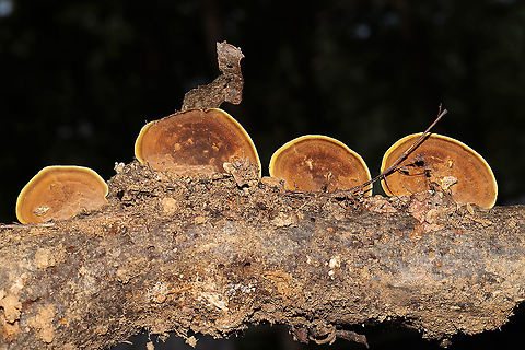 Mustard Yellow Polypore (Fuscoporia gilva) Growing on a hardwood branch which was at a dense mixed forest edge in Gordon County, GA, US. September 2020.

Injuries and setbacks are a common thing for me, and I unsurprisingly injured my back last Saturday. This means that I have been unable to get out into the field (in prime conditions) to do the things I love. Leave it to my wonderful partner, Jason, to bring home a fresh "bouquet" of fungi to cheer me up.
https://www.jungledragon.com/image/102026/mustard_yellow_polypore_fuscoporia_gilva.html
https://www.jungledragon.com/image/102025/mustard_yellow_polypore_fuscoporia_gilva.html Fuscoporia gilva,Geotagged,Mustard Yellow Polypore,Summer,United States