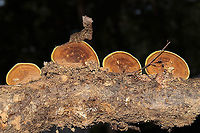 Mustard Yellow Polypore (Fuscoporia gilva) Growing on a hardwood branch which was at a dense mixed forest edge in Gordon County, GA, US. September 2020.<br />
<br />
Injuries and setbacks are a common thing for me, and I unsurprisingly injured my back last Saturday. This means that I have been unable to get out into the field (in prime conditions) to do the things I love. Leave it to my wonderful partner, Jason, to bring home a fresh "bouquet" of fungi to cheer me up.<br />
https://www.jungledragon.com/image/102026/mustard_yellow_polypore_fuscoporia_gilva.html<br />
https://www.jungledragon.com/image/102025/mustard_yellow_polypore_fuscoporia_gilva.html Fuscoporia gilva,Geotagged,Mustard Yellow Polypore,Summer,United States