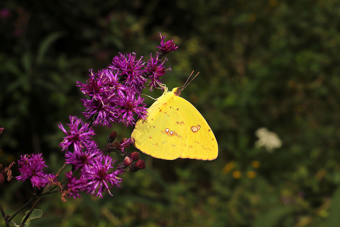 Cloudless Sulphur (Phoebis sennae) Butterfly on Ironweed (Vernonia sp.) at a meadowy clearing near a wetland/forest habitat. Cloudless sulphur,Geotagged,Phoebis sennae,Summer,United States
