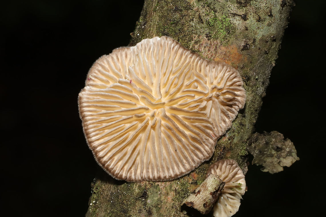 Gilled Polypore (Trametes betulina) In its resupinate form, growing a hardwood branch in a dense mixed forest. Gordon County, GA, US. September 18, 2020<br />
<figure class="photo"><a href="https://www.jungledragon.com/image/102035/gilled_polypore_trametes_betulina.html" title="Gilled Polypore (Trametes betulina)"><img src="https://s3.amazonaws.com/media.jungledragon.com/images/3231/102035_thumb.jpg?AWSAccessKeyId=05GMT0V3GWVNE7GGM1R2&Expires=1770854410&Signature=zDTfPzfn44rjguBpaq38s7igS%2B0%3D" width="200" height="134" alt="Gilled Polypore (Trametes betulina) In its resupinate form, growing a hardwood branch in a dense mixed forest. Gordon County, GA, US. September 18, 2020 <br />
https://www.jungledragon.com/image/102036/gilled_polypore_trametes_betulina.html<br />
https://www.jungledragon.com/image/102034/gilled_polypore_trametes_betulina.html<br />
https://www.jungledragon.com/image/102033/gilled_polypore_trametes_betulina.html Geotagged,Gilled polypore,Lenzites betulina,Summer,United States" /></a></figure><br />
<figure class="photo"><a href="https://www.jungledragon.com/image/102034/gilled_polypore_trametes_betulina.html" title="Gilled Polypore (Trametes betulina)"><img src="https://s3.amazonaws.com/media.jungledragon.com/images/3231/102034_thumb.jpg?AWSAccessKeyId=05GMT0V3GWVNE7GGM1R2&Expires=1770854410&Signature=WfIqUmwFLbmS1oEGmpeVbvGMVAM%3D" width="200" height="134" alt="Gilled Polypore (Trametes betulina) In its resupinate form, growing a hardwood branch in a dense mixed forest. Gordon County, GA, US. September 18, 2020 <br />
https://www.jungledragon.com/image/102035/gilled_polypore_trametes_betulina.html<br />
https://www.jungledragon.com/image/102036/gilled_polypore_trametes_betulina.html<br />
https://www.jungledragon.com/image/102033/gilled_polypore_trametes_betulina.html Geotagged,Gilled polypore,Lenzites betulina,Summer,United States" /></a></figure><br />
<figure class="photo"><a href="https://www.jungledragon.com/image/102036/gilled_polypore_trametes_betulina.html" title="Gilled Polypore (Trametes betulina)"><img src="https://s3.amazonaws.com/media.jungledragon.com/images/3231/102036_thumb.jpg?AWSAccessKeyId=05GMT0V3GWVNE7GGM1R2&Expires=1770854410&Signature=NTC%2FQZA68B%2Bx%2BhpC4IJhEj0vTyk%3D" width="200" height="134" alt="Gilled Polypore (Trametes betulina) In its resupinate form, growing a hardwood branch in a dense mixed forest. Gordon County, GA, US. September 18, 2020 <br />
https://www.jungledragon.com/image/102035/gilled_polypore_trametes_betulina.html<br />
https://www.jungledragon.com/image/102034/gilled_polypore_trametes_betulina.html<br />
https://www.jungledragon.com/image/102033/gilled_polypore_trametes_betulina.html Geotagged,Gilled polypore,Lenzites betulina,Summer,United States" /></a></figure> Geotagged,Gilled polypore,Lenzites betulina,Summer,United States