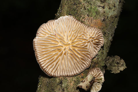Gilled polypore