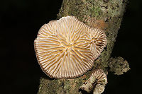 Gilled Polypore (Trametes betulina) In its resupinate form, growing a hardwood branch in a dense mixed forest. Gordon County, GA, US. September 18, 2020<br />
https://www.jungledragon.com/image/102035/gilled_polypore_trametes_betulina.html<br />
https://www.jungledragon.com/image/102034/gilled_polypore_trametes_betulina.html<br />
https://www.jungledragon.com/image/102036/gilled_polypore_trametes_betulina.html Geotagged,Gilled polypore,Lenzites betulina,Summer,United States