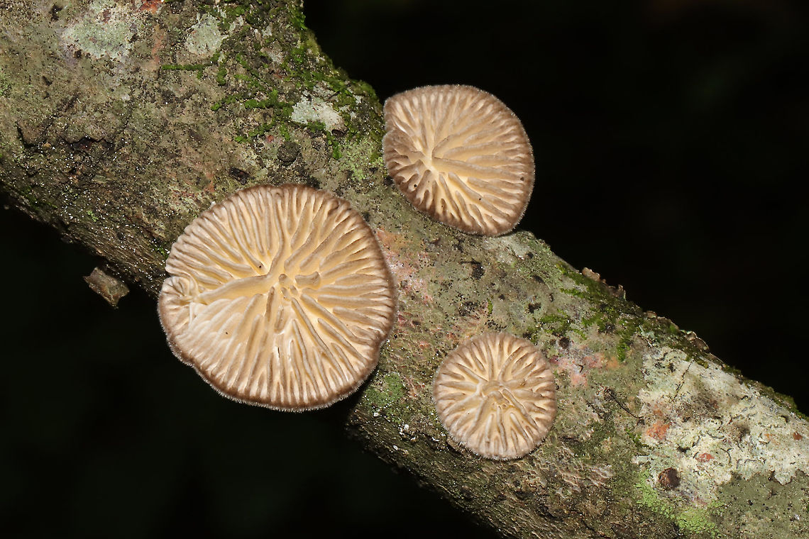 Gilled Polypore (Trametes betulina) In its resupinate form, growing a hardwood branch in a dense mixed forest. Gordon County, GA, US. September 18, 2020 <br />
<figure class="photo"><a href="https://www.jungledragon.com/image/102035/gilled_polypore_trametes_betulina.html" title="Gilled Polypore (Trametes betulina)"><img src="https://s3.amazonaws.com/media.jungledragon.com/images/3231/102035_thumb.jpg?AWSAccessKeyId=05GMT0V3GWVNE7GGM1R2&Expires=1759968010&Signature=gwXABF3zcxMwhxmWhgbEHw2YicY%3D" width="200" height="134" alt="Gilled Polypore (Trametes betulina) In its resupinate form, growing a hardwood branch in a dense mixed forest. Gordon County, GA, US. September 18, 2020 <br />
https://www.jungledragon.com/image/102036/gilled_polypore_trametes_betulina.html<br />
https://www.jungledragon.com/image/102034/gilled_polypore_trametes_betulina.html<br />
https://www.jungledragon.com/image/102033/gilled_polypore_trametes_betulina.html Geotagged,Gilled polypore,Lenzites betulina,Summer,United States" /></a></figure><br />
<figure class="photo"><a href="https://www.jungledragon.com/image/102036/gilled_polypore_trametes_betulina.html" title="Gilled Polypore (Trametes betulina)"><img src="https://s3.amazonaws.com/media.jungledragon.com/images/3231/102036_thumb.jpg?AWSAccessKeyId=05GMT0V3GWVNE7GGM1R2&Expires=1759968010&Signature=A3KY1NqZmegTaXLS1vZhm4ve9bY%3D" width="200" height="134" alt="Gilled Polypore (Trametes betulina) In its resupinate form, growing a hardwood branch in a dense mixed forest. Gordon County, GA, US. September 18, 2020 <br />
https://www.jungledragon.com/image/102035/gilled_polypore_trametes_betulina.html<br />
https://www.jungledragon.com/image/102034/gilled_polypore_trametes_betulina.html<br />
https://www.jungledragon.com/image/102033/gilled_polypore_trametes_betulina.html Geotagged,Gilled polypore,Lenzites betulina,Summer,United States" /></a></figure><br />
<figure class="photo"><a href="https://www.jungledragon.com/image/102033/gilled_polypore_trametes_betulina.html" title="Gilled Polypore (Trametes betulina)"><img src="https://s3.amazonaws.com/media.jungledragon.com/images/3231/102033_thumb.jpg?AWSAccessKeyId=05GMT0V3GWVNE7GGM1R2&Expires=1759968010&Signature=8XCyDW1MtY%2B3yf4reWbim9chem0%3D" width="200" height="134" alt="Gilled Polypore (Trametes betulina) In its resupinate form, growing a hardwood branch in a dense mixed forest. Gordon County, GA, US. September 18, 2020<br />
https://www.jungledragon.com/image/102035/gilled_polypore_trametes_betulina.html<br />
https://www.jungledragon.com/image/102034/gilled_polypore_trametes_betulina.html<br />
https://www.jungledragon.com/image/102036/gilled_polypore_trametes_betulina.html Geotagged,Gilled polypore,Lenzites betulina,Summer,United States" /></a></figure> Geotagged,Gilled polypore,Lenzites betulina,Summer,United States