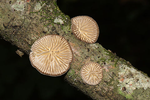 Gilled Polypore (Trametes betulina) In its resupinate form, growing a hardwood branch in a dense mixed forest. Gordon County, GA, US. September 18, 2020 
https://www.jungledragon.com/image/102035/gilled_polypore_trametes_betulina.html
https://www.jungledragon.com/image/102036/gilled_polypore_trametes_betulina.html
https://www.jungledragon.com/image/102033/gilled_polypore_trametes_betulina.html Geotagged,Gilled polypore,Lenzites betulina,Summer,United States