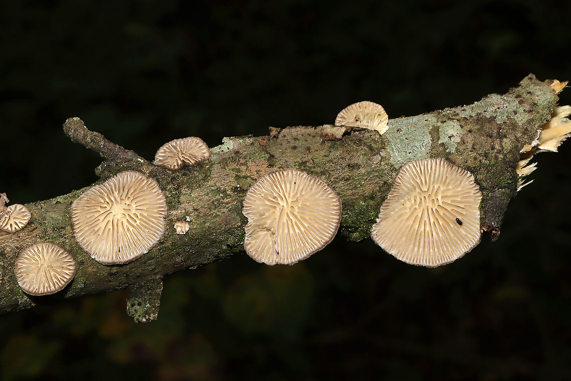 Gilled Polypore (Trametes betulina) In its resupinate form, growing a hardwood branch in a dense mixed forest. Gordon County, GA, US. September 18, 2020 <br />
<figure class="photo"><a href="https://www.jungledragon.com/image/102036/gilled_polypore_trametes_betulina.html" title="Gilled Polypore (Trametes betulina)"><img src="https://s3.amazonaws.com/media.jungledragon.com/images/3231/102036_thumb.jpg?AWSAccessKeyId=05GMT0V3GWVNE7GGM1R2&Expires=1767225610&Signature=Wzoq0ozFrjwqC%2BuTAlYXmxzIgpg%3D" width="200" height="134" alt="Gilled Polypore (Trametes betulina) In its resupinate form, growing a hardwood branch in a dense mixed forest. Gordon County, GA, US. September 18, 2020 <br />
https://www.jungledragon.com/image/102035/gilled_polypore_trametes_betulina.html<br />
https://www.jungledragon.com/image/102034/gilled_polypore_trametes_betulina.html<br />
https://www.jungledragon.com/image/102033/gilled_polypore_trametes_betulina.html Geotagged,Gilled polypore,Lenzites betulina,Summer,United States" /></a></figure><br />
<figure class="photo"><a href="https://www.jungledragon.com/image/102034/gilled_polypore_trametes_betulina.html" title="Gilled Polypore (Trametes betulina)"><img src="https://s3.amazonaws.com/media.jungledragon.com/images/3231/102034_thumb.jpg?AWSAccessKeyId=05GMT0V3GWVNE7GGM1R2&Expires=1767225610&Signature=EueWkrVQYdbN5Y98kF8aJwAXUjY%3D" width="200" height="134" alt="Gilled Polypore (Trametes betulina) In its resupinate form, growing a hardwood branch in a dense mixed forest. Gordon County, GA, US. September 18, 2020 <br />
https://www.jungledragon.com/image/102035/gilled_polypore_trametes_betulina.html<br />
https://www.jungledragon.com/image/102036/gilled_polypore_trametes_betulina.html<br />
https://www.jungledragon.com/image/102033/gilled_polypore_trametes_betulina.html Geotagged,Gilled polypore,Lenzites betulina,Summer,United States" /></a></figure><br />
<figure class="photo"><a href="https://www.jungledragon.com/image/102033/gilled_polypore_trametes_betulina.html" title="Gilled Polypore (Trametes betulina)"><img src="https://s3.amazonaws.com/media.jungledragon.com/images/3231/102033_thumb.jpg?AWSAccessKeyId=05GMT0V3GWVNE7GGM1R2&Expires=1767225610&Signature=ywISIg%2FtAKQPEvdxtqDPlpA5fks%3D" width="200" height="134" alt="Gilled Polypore (Trametes betulina) In its resupinate form, growing a hardwood branch in a dense mixed forest. Gordon County, GA, US. September 18, 2020<br />
https://www.jungledragon.com/image/102035/gilled_polypore_trametes_betulina.html<br />
https://www.jungledragon.com/image/102034/gilled_polypore_trametes_betulina.html<br />
https://www.jungledragon.com/image/102036/gilled_polypore_trametes_betulina.html Geotagged,Gilled polypore,Lenzites betulina,Summer,United States" /></a></figure> Geotagged,Gilled polypore,Lenzites betulina,Summer,United States