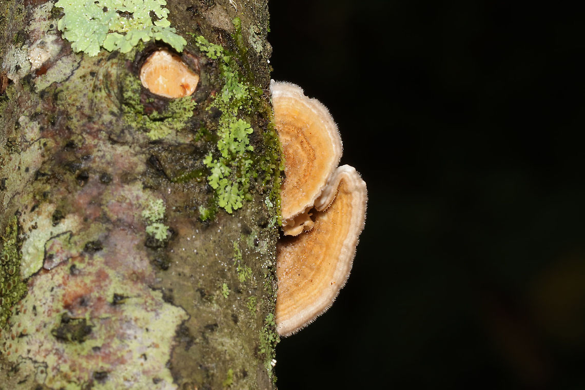 Gilled Polypore (Trametes betulina) In its resupinate form, growing a hardwood branch in a dense mixed forest. Gordon County, GA, US. September 18, 2020 <br />
<figure class="photo"><a href="https://www.jungledragon.com/image/102035/gilled_polypore_trametes_betulina.html" title="Gilled Polypore (Trametes betulina)"><img src="https://s3.amazonaws.com/media.jungledragon.com/images/3231/102035_thumb.jpg?AWSAccessKeyId=05GMT0V3GWVNE7GGM1R2&Expires=1770854410&Signature=zDTfPzfn44rjguBpaq38s7igS%2B0%3D" width="200" height="134" alt="Gilled Polypore (Trametes betulina) In its resupinate form, growing a hardwood branch in a dense mixed forest. Gordon County, GA, US. September 18, 2020 <br />
https://www.jungledragon.com/image/102036/gilled_polypore_trametes_betulina.html<br />
https://www.jungledragon.com/image/102034/gilled_polypore_trametes_betulina.html<br />
https://www.jungledragon.com/image/102033/gilled_polypore_trametes_betulina.html Geotagged,Gilled polypore,Lenzites betulina,Summer,United States" /></a></figure><br />
<figure class="photo"><a href="https://www.jungledragon.com/image/102034/gilled_polypore_trametes_betulina.html" title="Gilled Polypore (Trametes betulina)"><img src="https://s3.amazonaws.com/media.jungledragon.com/images/3231/102034_thumb.jpg?AWSAccessKeyId=05GMT0V3GWVNE7GGM1R2&Expires=1770854410&Signature=WfIqUmwFLbmS1oEGmpeVbvGMVAM%3D" width="200" height="134" alt="Gilled Polypore (Trametes betulina) In its resupinate form, growing a hardwood branch in a dense mixed forest. Gordon County, GA, US. September 18, 2020 <br />
https://www.jungledragon.com/image/102035/gilled_polypore_trametes_betulina.html<br />
https://www.jungledragon.com/image/102036/gilled_polypore_trametes_betulina.html<br />
https://www.jungledragon.com/image/102033/gilled_polypore_trametes_betulina.html Geotagged,Gilled polypore,Lenzites betulina,Summer,United States" /></a></figure><br />
<figure class="photo"><a href="https://www.jungledragon.com/image/102033/gilled_polypore_trametes_betulina.html" title="Gilled Polypore (Trametes betulina)"><img src="https://s3.amazonaws.com/media.jungledragon.com/images/3231/102033_thumb.jpg?AWSAccessKeyId=05GMT0V3GWVNE7GGM1R2&Expires=1770854410&Signature=HgoCIyHGWqNpMrpsoNUpltY0AhM%3D" width="200" height="134" alt="Gilled Polypore (Trametes betulina) In its resupinate form, growing a hardwood branch in a dense mixed forest. Gordon County, GA, US. September 18, 2020<br />
https://www.jungledragon.com/image/102035/gilled_polypore_trametes_betulina.html<br />
https://www.jungledragon.com/image/102034/gilled_polypore_trametes_betulina.html<br />
https://www.jungledragon.com/image/102036/gilled_polypore_trametes_betulina.html Geotagged,Gilled polypore,Lenzites betulina,Summer,United States" /></a></figure> Geotagged,Gilled polypore,Lenzites betulina,Summer,United States