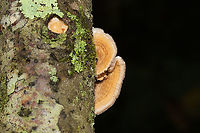 Gilled Polypore (Trametes betulina) In its resupinate form, growing a hardwood branch in a dense mixed forest. Gordon County, GA, US. September 18, 2020 <br />
https://www.jungledragon.com/image/102035/gilled_polypore_trametes_betulina.html<br />
https://www.jungledragon.com/image/102034/gilled_polypore_trametes_betulina.html<br />
https://www.jungledragon.com/image/102033/gilled_polypore_trametes_betulina.html Geotagged,Gilled polypore,Lenzites betulina,Summer,United States