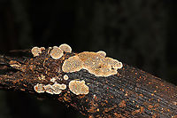 Cerioporus mollis On a fallen branch below Quercus montana.<br />
<br />
Cerioporus mollis or Antrodia sp.?<br />
https://www.jungledragon.com/image/102039/cerioporus_mollis.html<br />
https://www.jungledragon.com/image/102037/cerioporus_mollis.html Cerioporus Mollis,Geotagged,Summer,United States